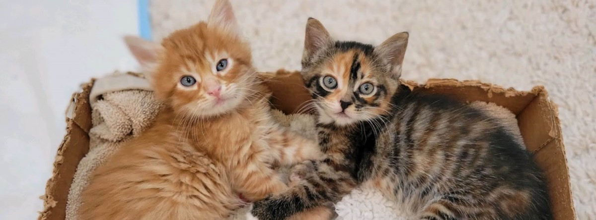 Two kittens cuddling in a cardboard box