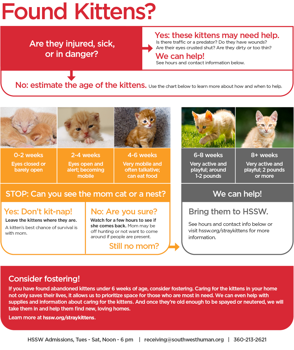 a flow chart showing information about rescuing kittens