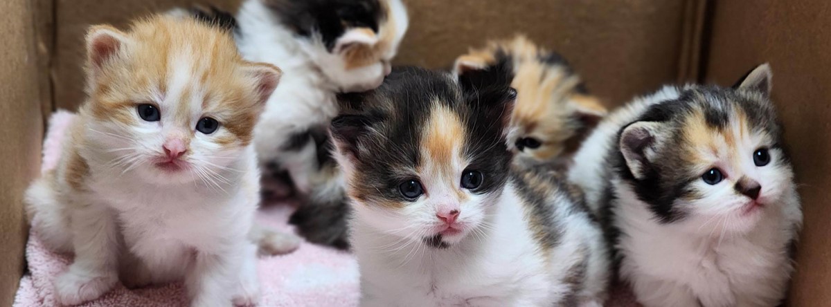 Several white, black, and orange kittens